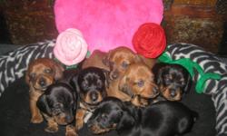 Born Christmas Day ready for Valentines
smooth haired mini dachshunds
raised in my home
will receive 1st shots and de-worming.
out door training begins at 6 weeks
Mother is a red smooth haired
Father is a black and tan short haired
2 females blk and tan
2
