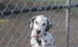 We have 2 beautiful male dalmatian puppies for Sale.
Vet checked, wormed and vaccinated
Socialized and Good with children. Very affectionate dogs.
These puppies are looking for a new home..
Serious interest only