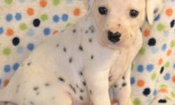 Males and Females available! Black and white spotted and absolutely adorable Dalmatian Puppies! To see them is to love them.
We currently have four males and three females available to their new homes for Dec 24. We will also hold until after the holiday