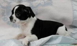 This little boy is 3/4 Boston Terrier and 1/4 Beagle. He is going to mature around 17-18lbs as an adult. He has had two vaccinations and preventative deworming as well. We provide a health warranty with his health records as well as a puppy gift bag.
I am