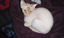 DEVON REX
MALE KITTEN
 
 ONE LITTLE GUY LEFT
SWEET CUDDLY
READY TO TURN YOUR WORLD UPSIDE DOWN!!
CALL FOR MORE INFO