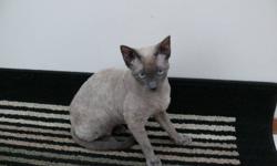 My lease is up on my house and I am so sad but where I am moving is a strict No pets allowed. Sushi is my 2 year old Devon Rex and he is a sweetie. My kids carry him everywhere, he loves to play. He has been a complete joy to own and we will be very sad