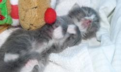 Do you have a litter of kittens that you need help with?
Is the mom not caring for them or they were found?
If so, I can help.
I have hand raised many baby kittens from birth by bottle feeding them.
I am located in Maple Ridge, but I will travel for