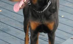 Doberman King Male 6 years-old for sale
Pure bred, not neutered
I'm selling the dog for my brother as he has to move and cannot take the dog with him.
Good guard dog, good with children, curious with other pets
Very gentle, House trained, obedient
Comes