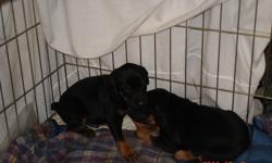 Doberman puppies for sale. Black & Tan. Taking deposits right now, will be ready  for Christmas. There is 1 boy , 1 girl. Both are Tatooed, tails are docked, & dewclaws removed. They will be vaccinated, dewormed at 6 weeks - December 20,2011, can go after