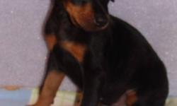 DOBERMAN PINSCHER PUPPIES 
Two black/tan females
and one red/tan male
Tails are docked and
 dew claws removed
Canadian Kennel Club Registered
They will be sold with a 
Full veterinary health check
Vaccinated and De-wormed
Micro chipped,
2 Year Written