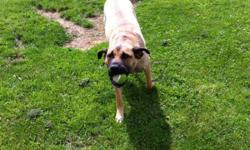 Vespa is a energetic , playful dog. She loves to play ball. She is need of a home that is in a safer place. The is a presa canario x. She has all shots up to date. Has bin to school. Family rasied. Asking $200 or bo
This ad was posted with the Kijiji