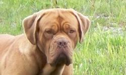 Dogue de Bordeaux AKC Reg?d 1 Â½ yr old Female...
Looking for a forever loving indoor home....Loves to play fetch, go for walks, travel and any kind of attention...She is a house trained indoor dog and sleeps where you do...She currently lives with our