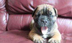 Adorable, smart, handsome and playful puppy with good temperament for sale.
English bulldog (3/4) cross Bull Mastiff (1/4)
1 boy available. Fawn. Paper/outside trained. Kennel trained @ night.
Vet checked, first puppy shots with deworming, and dewclawed.