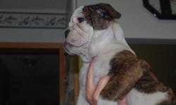 THE PERFECT X-MAS GIFT      meet Billy the bulldog he is a English bulldog,he has had all his shots and check ups, he is ready for his new home, he comes from  awsome parents that are here for you to visit with,they all travell with us to the cottage