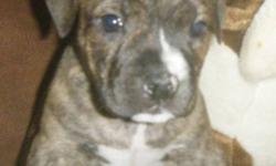 English bulldog cross to bulldog breed puppies 2 girls left. 1 boy 2 shots done dewormed,very socialized healthy hardy puppies. Brindle and a little white.Very short stalky puppies.  Low to the ground with nice big heads pics dont do them justice. Pic of