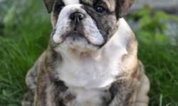 BULLDOG PUPPIES - 3 BOYS & 2 GIRLS
* CKC Reg English bulldog puppies from stong championship lines
* All puppies sold on non-breeding contracts
* Quality puppies from responsible breeder who is actively showing their dogs
* Breeding for health and