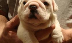Rolling Acres Kennels is pleased to offer for adoption 4 purebred English Bulldogs. These are our most beautiful pups to date, beautiful colors, wrinkles and ropes.
Solo (Dam) is CKC registered, and Shorty (Sire - aka Taz) is also CKC registered and AKC