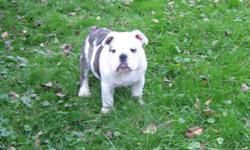 English Bulldog puppies
2 female and 1 male Ckc Reg. available,  Champion blood lines, both parents on site.  Theses puppies come with 1 year health guarantee,  first shots , micro-chipped. De-wormed,  99% house broken, well socialized with people , other