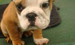 English Bulldog Puppy's
We have 5 beautiful English bulldog puppy's for sale
2 females and 2 males
They come with a one year health guarantee
They have been vet checked,dewormed and have had there first shot
Parents can bee seen on site
We give a care