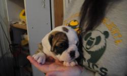 Sire is a English Bulldog & Dam is a Canadian Bulldog (English X French) puppies look like a English Bulldog but will be smaller (miniature bulldog). Puppies will be ready to go before Christmas but I can hold longer if needed, they will have vaccines,