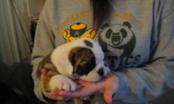 Puppies are 3/4 English Bulldog X 1/4 French Bulldog (look English but will be smaller). 6 females available. Puppies have been vet checked, vaccines & de-wormed, they come with a health guarantee and a puppy pack.