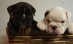 Gorgeous 3/4 English Bulldog puppies.
    3 females lef. t Mother is 1/2 Boxer and 1/2 English Bulldog, Father is a beautiful rare AKC registered pure bread BLACK and white English Bulldog. 
Puppies are ready to go just in time for Valentines Day they
