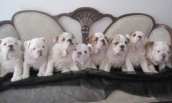 We have a litter of 8 English Bulldog puppies for sale.  We breed and show our puppies.  The father to this litter has his Canadian Championship as well as his Junior International Championship.  The mother's has some of the top European kennels in her