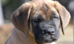 If you are looking for not just any dog but quality, healthy, and a beautifull dog who looks like the breed should, these are the pups for you. CKC champion sired. Parents health testing all excellent.If you are not prepared to get a quality Mastiff with