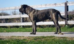 7 male and 5 female English Mastiff farm raised puppies. The mother (90 lbs, she's only 2 years old) and father (180 lbs, he's only three years old) are gentle giants and ON SITE. The puppies have been well socialized. Well, its almost time to let these