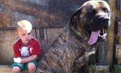 All brindle male puppies. From Purebred parents. Mother is Registered, These will be large ,huge headed, big jowled mastiffs. Grandfather was 280lbs of muscle. Father is 200lbs and growing. These are VERY gentle dogs that are also very protective of the