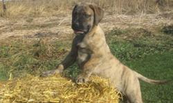 English Mastiff Pups......The Ultimate Family Pet/Guardian!.......$600-$800.Brindle"s...,,Apricot"s,,Silver Fawn"s,Males and Females Ready To Go Now!...,Second Shot"s..,De- Wormed,Vet Certified,Health Guarantee ....,Dad Is A  220 Pound Fawn English