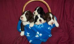Adorable English Springer Spaniel Puppies - CKC.Registered - Guaranteed - Since 1989 - Male and Female - Black and White, Liver and White -
Now taking deposit on fall litter - Born October 22,2011
Visit us at www.englishspringerspaniel.ca - Barrie,