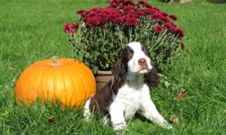 READY TO GO NOW! Lola's litter that was born on July 15th are now ready for their new homes. They have their 1st shots as well as they are fully de-wormed and have had advantage. We have been breeding Springer's for the last 27 years and we have 3