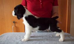 Springer Spaniel Male Black and White Puppies  ready to go to new loving homes. These are puppies raised in our home, so they are well socialized with adults, grandchildren and other dogs. These pups were dewormed at 5 & 7 weeks, are vet checked, have had