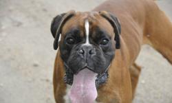 Friendly & easygoing.
Fully trained for he German Obedience title
This male boxer was imported from Italy and is very handsome!
Must be neutered as he isn't suitable for our breeding program.
Excellent family companion, good with all children and animals