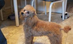 Free to good home only ,a male apricot minature poodle 7 months old...He is housetrained likes to curl up on the couch and sleeps with you. He has all his shots and is microchipped..He has a excellent teperment. He is groomed and waiting for that someone