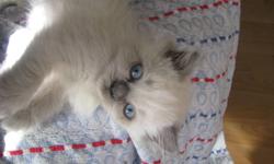 This beautiful blue point kitten comes with his first two vaccinations done and all dewormings as well as a kitten starter kit. His beautiful mother is an exotic persian that is TCA registered. His father is a very handsome ragdoll that is TICA and TCA