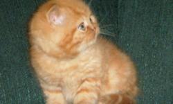 Exotic Shorthairs are shorthaired versions of the Persian. Sometimes they are referred to the "Lazy Man's Persian" They have the flat faces of the Persian but a short plush teddy-bear look.
I have two litters
1 Short hair Orange (Born oct 7th)(not sexed