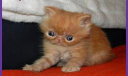 REGISTERED EXOTIC SHORT HAIR TWO BOYS RED TABBY . VERY PLAYFULL AND LOVING LAP KITTENS . TOP BLOOD LINES AND READY TO GO AFTER THERE FIRST SHOTS AND VET CHECKED .