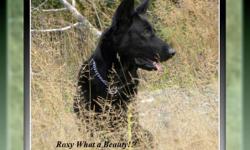 Repeat breeding for Wild Winds Roxy Roller & Chambo's Black Ozz. Expecting large solid healthy puppies who will be ready to go in April, please contact me for reservations.