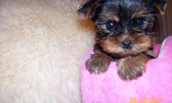 Exquisite female yorkie pocket size tea cup at maturity will rich 3.5 lbs.
Veterinary checked, healthy, first shots, dewormed, she is a little sweetheart, amazing intelligent with lovely disposition, affectionate , loves kisses, perfect doll to loving