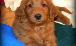 7 Beautiful First Generation Apricot Golden Doodle Pups available - 1 boy (First Picture) and 6 Girls.
 
Puppies will mature between 50 - 55 lbs full grown.
 
F1's result in beautiful wavy, low to no shedding, allergy friendly coats. 
 
Pups are Vet