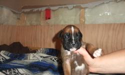i have 5 fawn boxer pups for sale 2 female and 3 males, they have their tails docked and dew claws removed and will also have their 1st set of shots at the time of pick up. The mother is our own dog and this is the second litter with the same father-