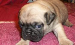 Fawn Pug Puppies ...
Complete Vet Paperwork, De-wormed,
Dew-claws Removed, Two Year Genetic Guarantee,
references available on website at www.puppyluvkennels.info
Home Raised With Children, Parents On Site With Good Temperaments,
A $100. Deposit Will Hold