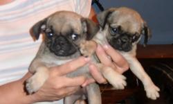 FAWN PUG PUPPIES Complete Vet Paperwork, De-wormed,
Dew-claws Removed, Two Year Genetic Guarantee,
references available on website at www.puppyluvkennels.info
Home Raised With Children, Parents On Site With Good Temperaments,
A $100. Deposit Will Hold One