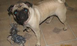 FAWN PUG PUPPIES 4 MALES & 3 FEMALES AVAILABLE Complete Vet Paperwork, De-wormed,
Dew-claws Removed, Two Year Genetic Guarantee,
references available on website at www.puppyluvkennels.info
Home Raised With Children, Parents On Site With Good