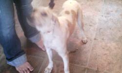 Mikittuq's Pet Rescue has a female Beagle for sale.  She is very gentle, but sometimes cowers with raised voices.  She is very good with other dogs and children as we have both here.  She has lots of energy so she needs someone who will walk her and not