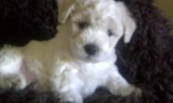 One Left! Female Bichon Frise Puppy.
We have Both Parents who are Full CKC Reg Bichon Frise .  She is ready to go to her new home.