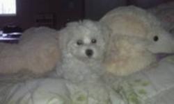 3/4 Bichon Frise 1/4 Poodle Female Puppy For Sale
Happy, full of energy, and loving. Daisy is a warm and caring, house trained puppy that's great with other animals and kids.
 
She has had all of her puppy shots up to date, and has not been neutered.
I am