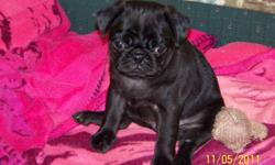 I have a female black pug pup for sale, she is 14 weeks old and I paid $500 for her. Unfortunately I moved to a apartment, and the landlord says that she has to go.I hate to let her go, but have no choice asking $400 for a quick sale. please call or