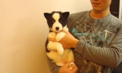 We have  one female border collie puppy left. She has one green eye and one blue eye. She has had first shot, dewormed and vet checked.  She is very cute and smart. She is the best puppy in the litter.