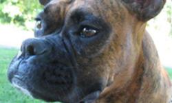 unspayed 1year and 11 month old, red brindle female boxer. She has had one previous litter. House broken, leash and crate trained good with kids and other animals, quiet, very obedient. Comes with crate and a few accessories. Travels well. Small boxer
