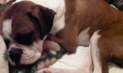 Female Boxer
1 year old
$400.00 or best offer
for more information contact mike at 218-2111