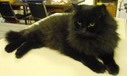 Breed: Domestic Long Hair-black Domestic Long Hair-black
 
Age: Adult
 
Sex: F
 
Size: L
As I'm such a sweet, gentle girl, I'm allowed to wander free at the FVHS. I have the most beautiful, lustrous, long black coat, I'd make a very elegant addition to